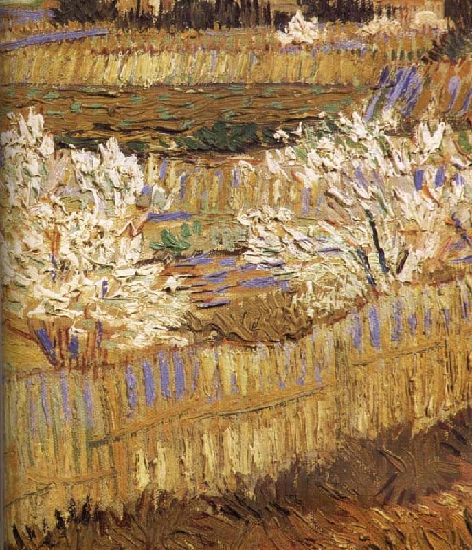Vincent Van Gogh Detail of blooming peach Norge oil painting art